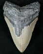Bargain Megalodon Tooth - North Carolina #13557-1